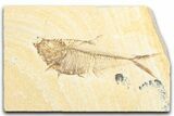 Detailed Fossil Fish (Diplomystus) - Wyoming #333929-1